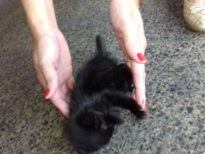 Gato ra a Sem raça definida idade Abaixo de 2 meses nome Milk