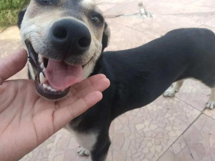 Cachorro ra a Srd idade 1 ano nome Miga (provisório)