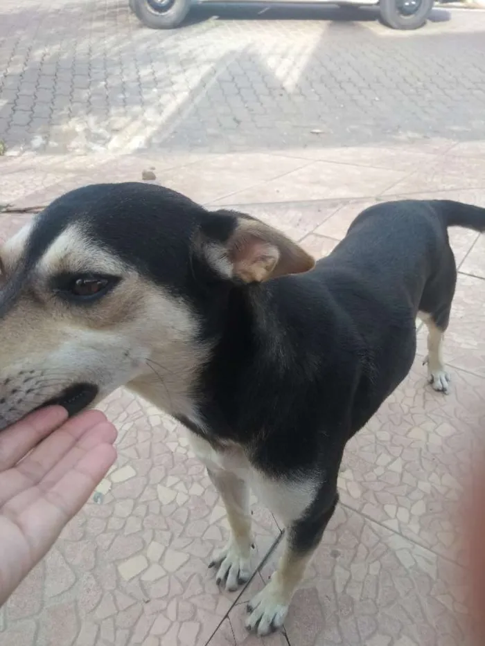 Cachorro ra a Srd idade 1 ano nome Miga (provisório)