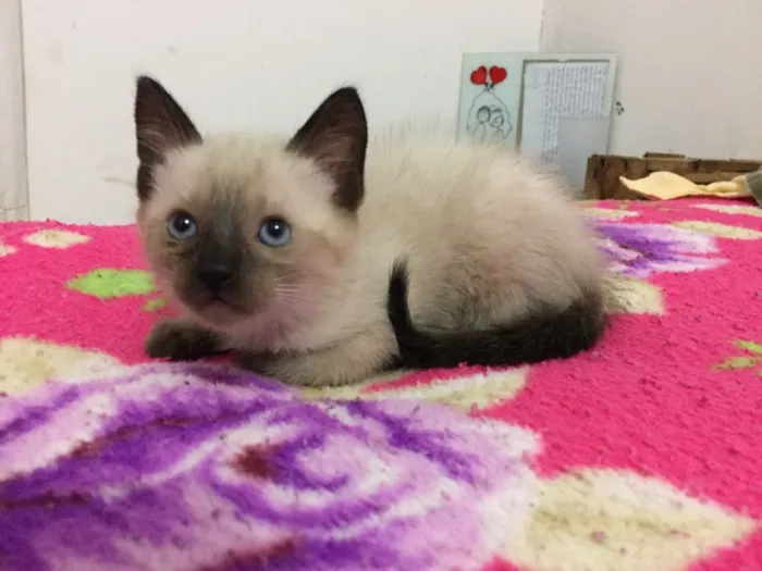 Gato ra a Sem raça definida idade 2 a 6 meses nome 3 filhotes