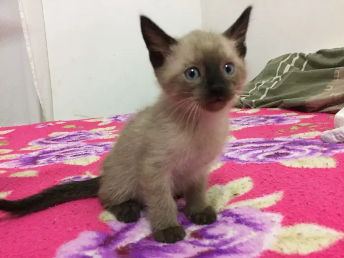 Gato ra a Sem raça definida idade 2 a 6 meses nome 3 filhotes