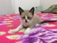 3 filhotes