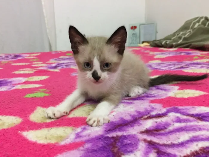 Gato ra a Sem raça definida idade 2 a 6 meses nome 3 filhotes