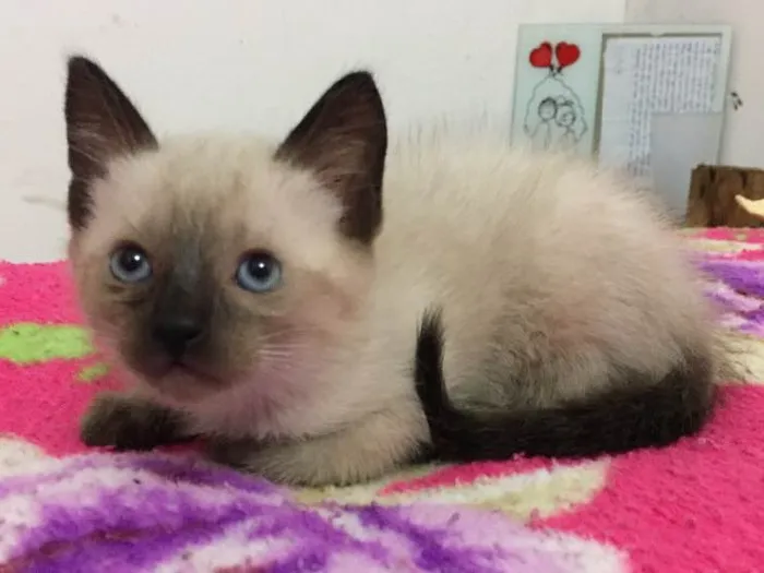 Gato ra a Sem raça definida idade 2 a 6 meses nome 3 filhotes