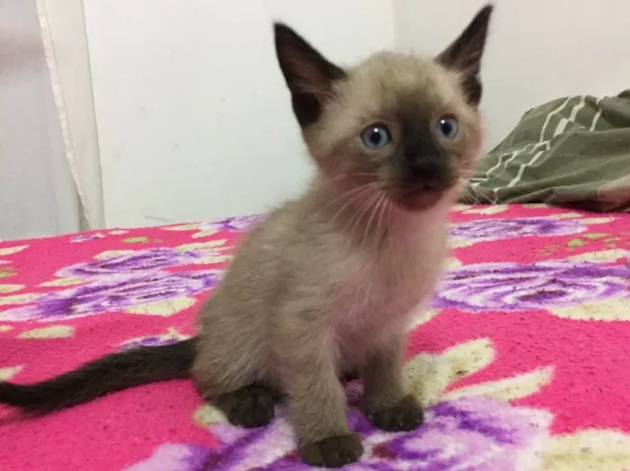 Gato ra a Sem raça definida idade 2 a 6 meses nome 3 filhotes