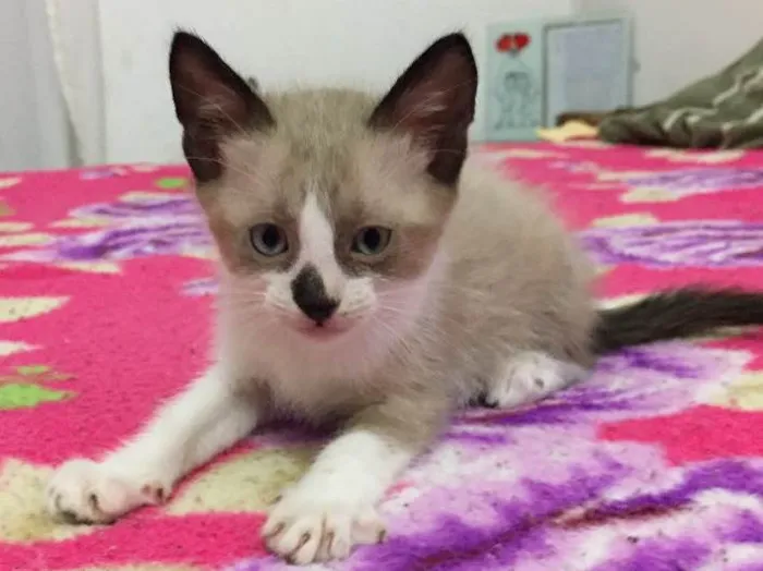 Gato ra a Sem raça definida idade 2 a 6 meses nome 3 filhotes