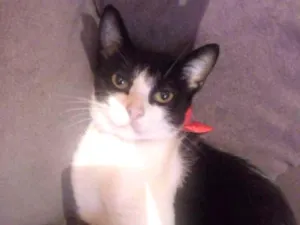 Gato raça Vira-lata idade 1 ano nome Nina