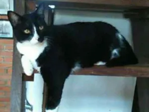 Gato raça não identificada idade 6 ou mais anos nome FRAJOLA GRATIFICA