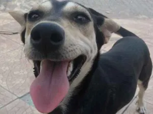 Cachorro raça Srd idade 1 ano nome Miga (provisório)