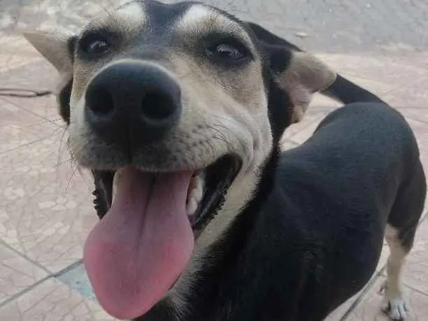 Cachorro ra a Srd idade 1 ano nome Miga (provisório)