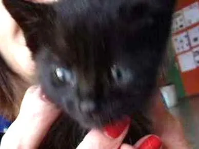 Gato ra a Sem raça definida idade Abaixo de 2 meses nome Milk