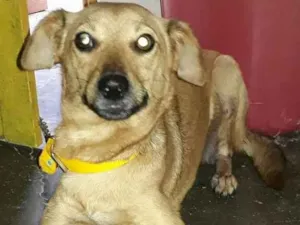 Cachorro raça vira lata idade 5 anos nome cacau