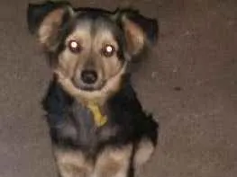 Cachorro ra a Desconhecida idade 1 ano nome Bolinha e juca