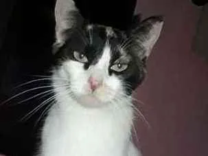 Gato ra a vira lata idade 2 anos nome magie