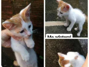 Gato raça vira lata idade 2 a 6 meses nome sem nome