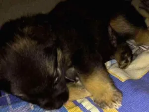 Cachorro raça Vira lata  idade 2 a 6 meses nome Ted