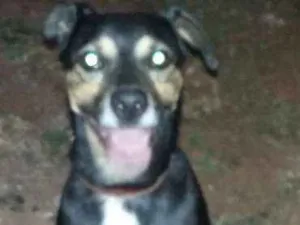 Cachorro raça Vira lata idade 6 ou mais anos nome Billy