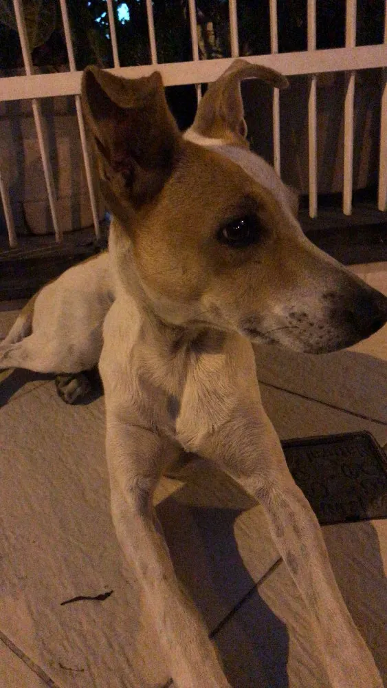 Cachorro raça srd idade 2 anos nome sem nome