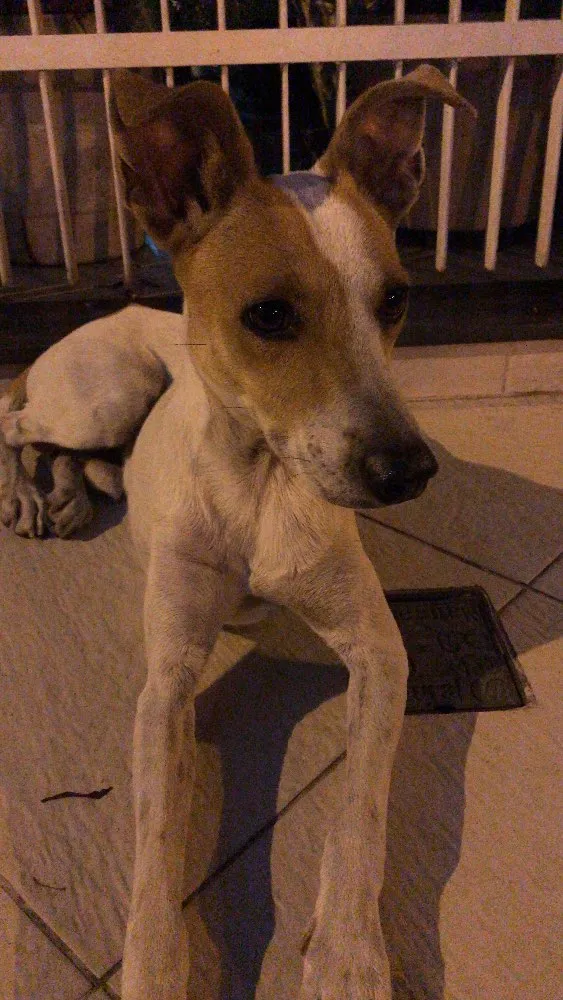 Cachorro raça srd idade 2 anos nome sem nome