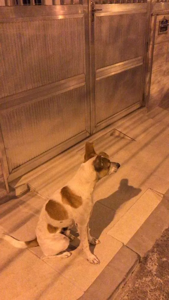 Cachorro raça srd idade 2 anos nome sem nome