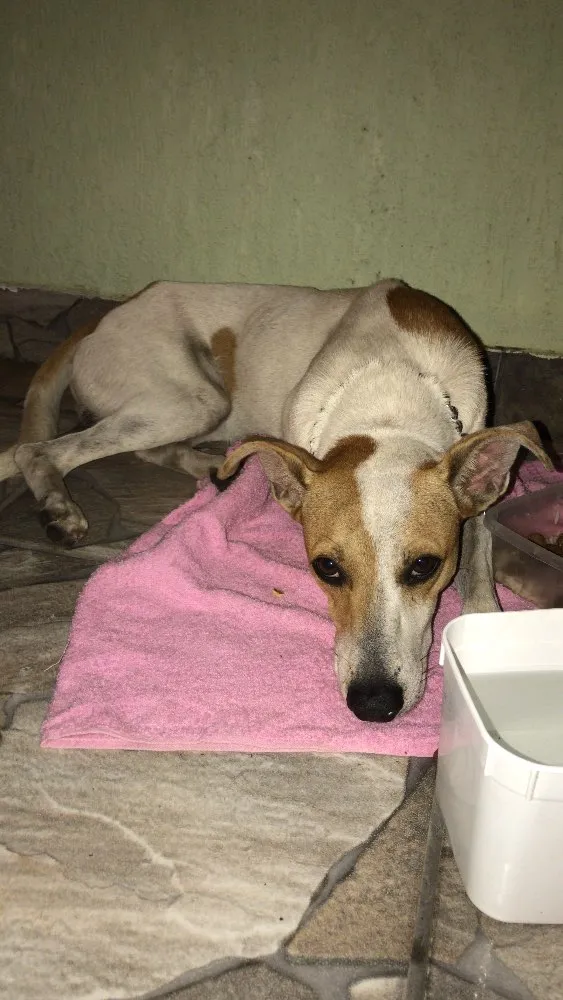 Cachorro raça srd idade 2 anos nome sem nome