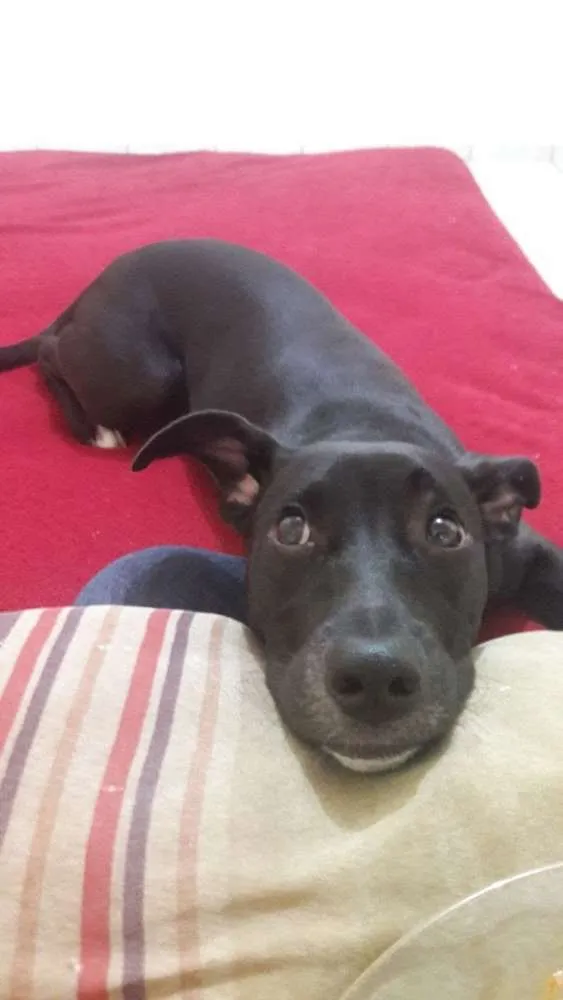 Cachorro ra a Vira lata  idade 7 a 11 meses nome Becca