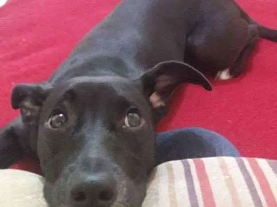 Cachorro ra a Vira lata  idade 7 a 11 meses nome Becca
