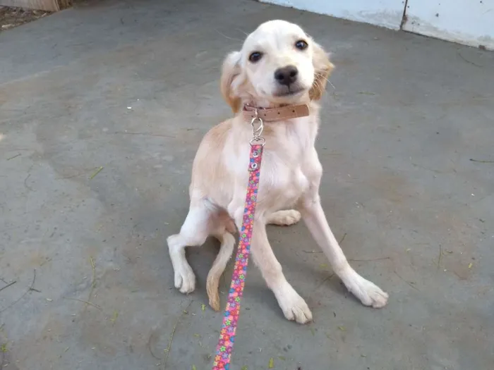 Cachorro ra a Desconheço a raça idade 2 a 6 meses nome Beijinho