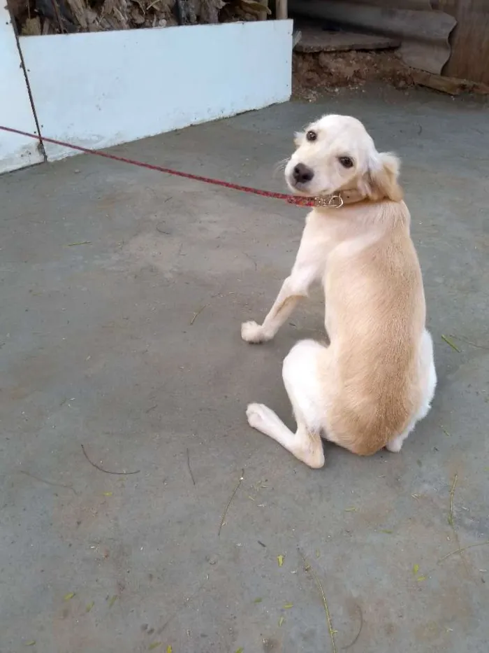 Cachorro ra a Desconheço a raça idade 2 a 6 meses nome Beijinho