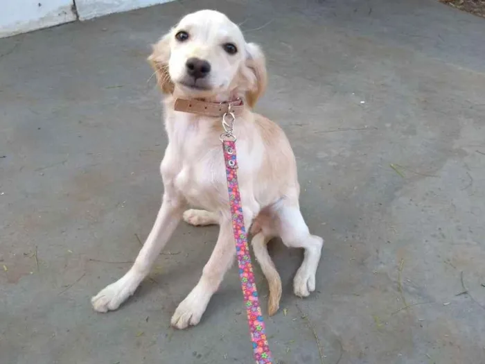 Cachorro ra a Desconheço a raça idade 2 a 6 meses nome Beijinho