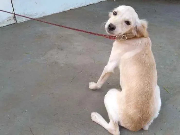 Cachorro ra a Desconheço a raça idade 2 a 6 meses nome Beijinho