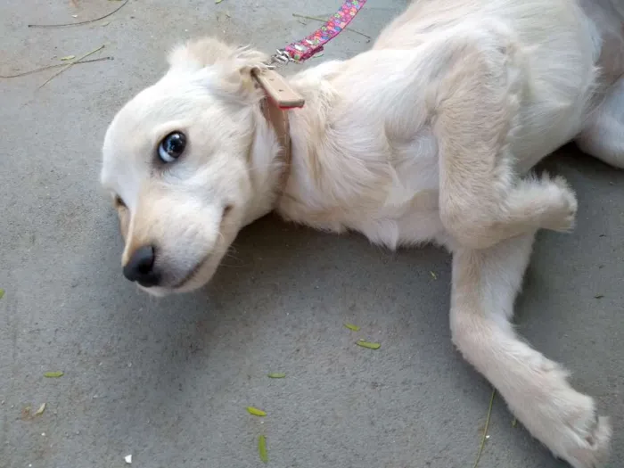 Cachorro ra a Desconheço a raça idade 2 a 6 meses nome Docinho