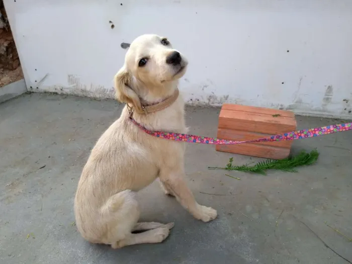 Cachorro ra a Desconheço a raça idade 2 a 6 meses nome Docinho