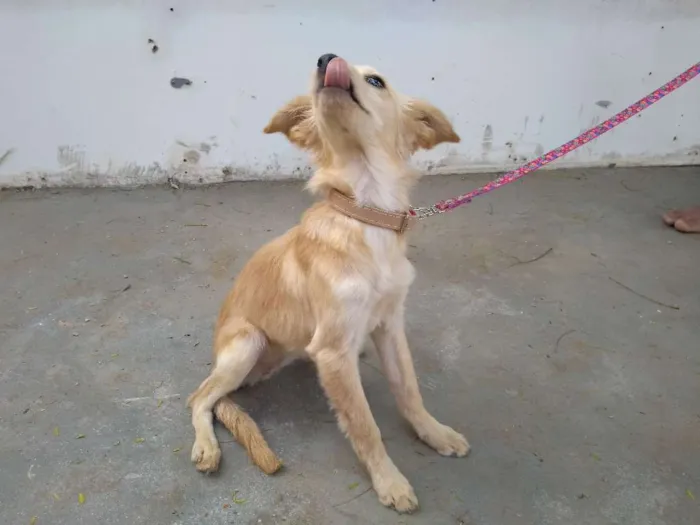 Cachorro ra a Desconheço a raça idade 2 a 6 meses nome Minie