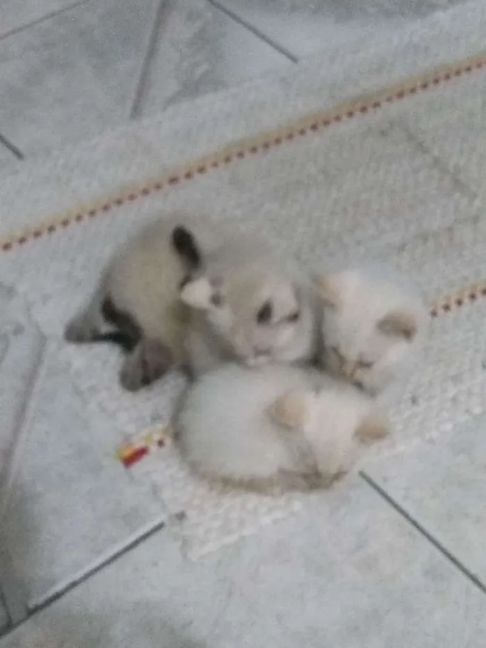 Gato ra a Sem raça idade Abaixo de 2 meses nome Sem nomes 