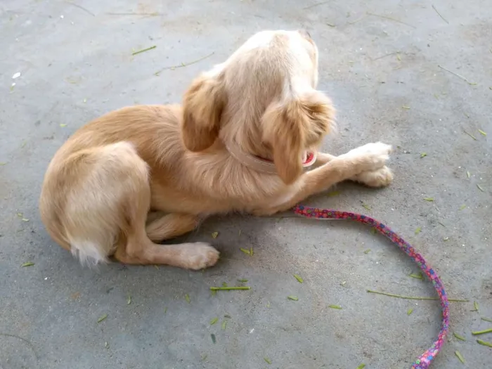 Cachorro ra a Desconheço a raça idade 2 a 6 meses nome Sem nome