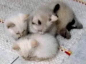 Gato raça Sem raça idade Abaixo de 2 meses nome Sem nomes 