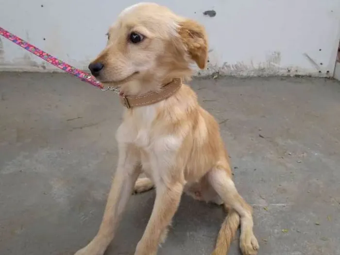 Cachorro ra a Desconheço a raça idade 2 a 6 meses nome Minie