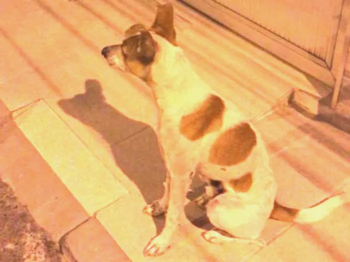 Cachorro raça srd idade 2 anos nome sem nome