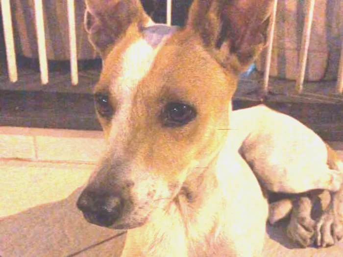 Cachorro raça srd idade 2 anos nome sem nome