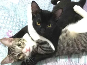 Gato raça SRD idade 2 a 6 meses nome Rafinha e Mateus
