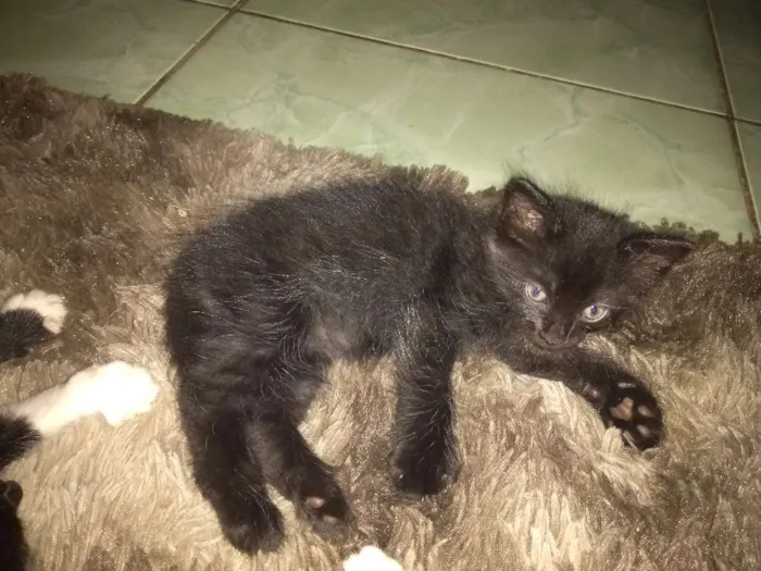 Gato ra a Vila lata idade Abaixo de 2 meses nome Sem nomes