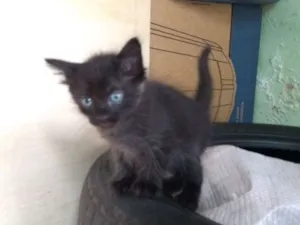 Gato raça Vila lata idade Abaixo de 2 meses nome Sem nomes