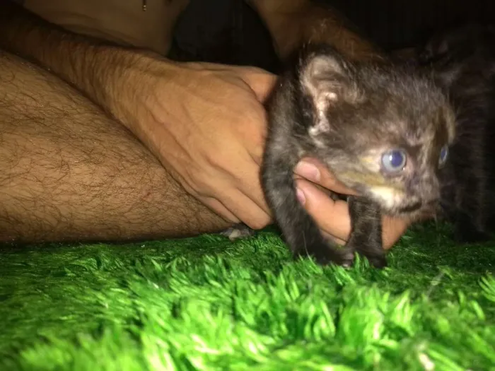 Gato ra a Vila lata idade Abaixo de 2 meses nome Sem nomes