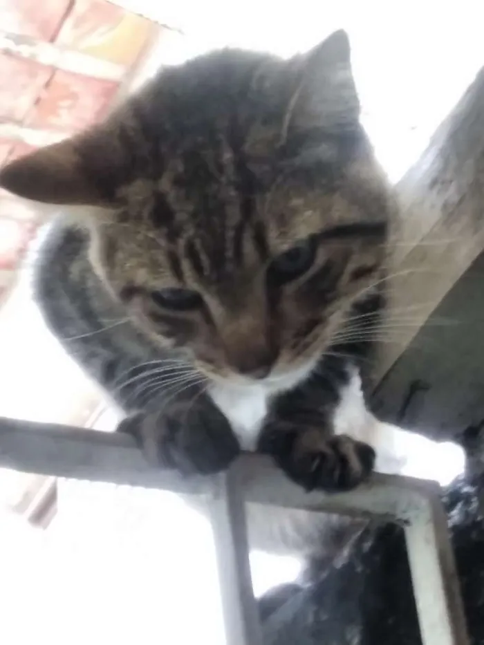 Gato ra a SRD idade 2 a 6 meses nome Sem nome