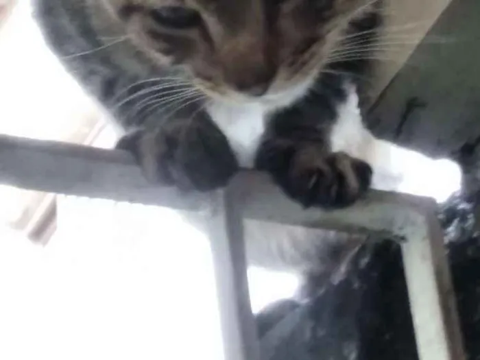 Gato ra a SRD idade 2 a 6 meses nome Sem nome