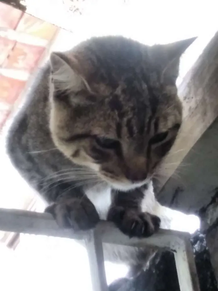 Gato ra a SRD idade 2 a 6 meses nome Sem nome