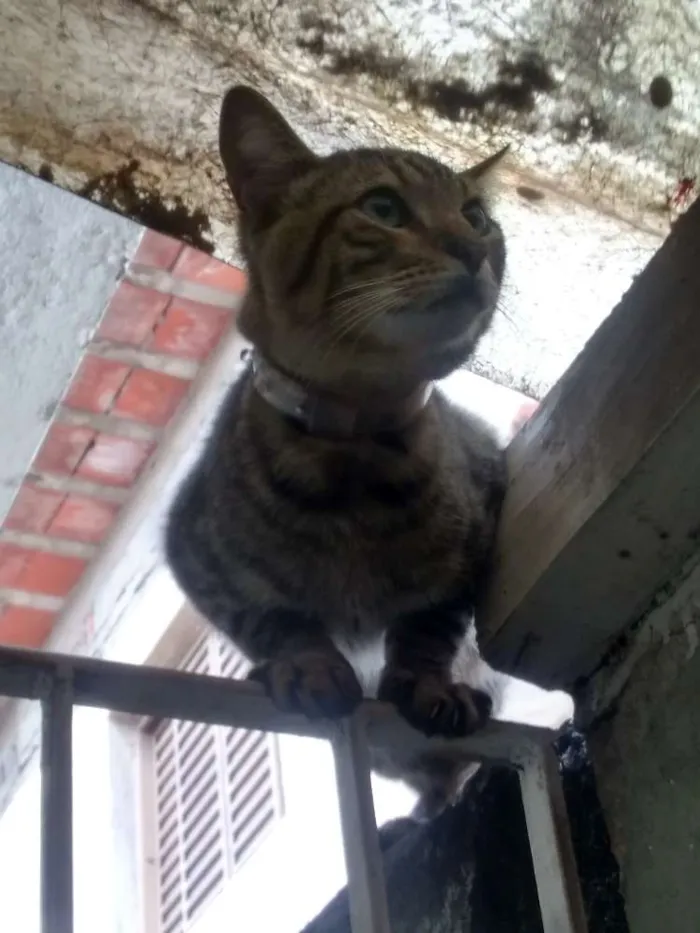 Gato ra a SRD idade 2 a 6 meses nome Sem nome