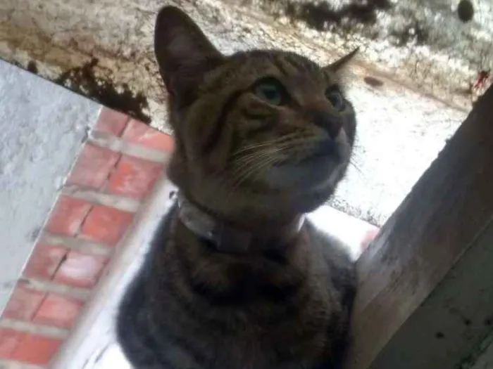 Gato ra a SRD idade 2 a 6 meses nome Sem nome