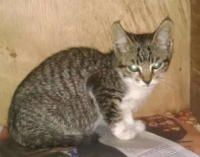 Gato ra a SRD idade 2 a 6 meses nome Lili